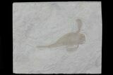 Eurypterus (Sea Scorpion) Fossil - New York #70647-1